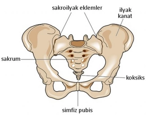 Kemik Pelvis Anatomisi Tipleri