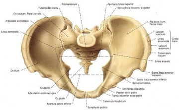 Pelvis Anatomisi Özellikleri ve Faydaları Nelerdir?